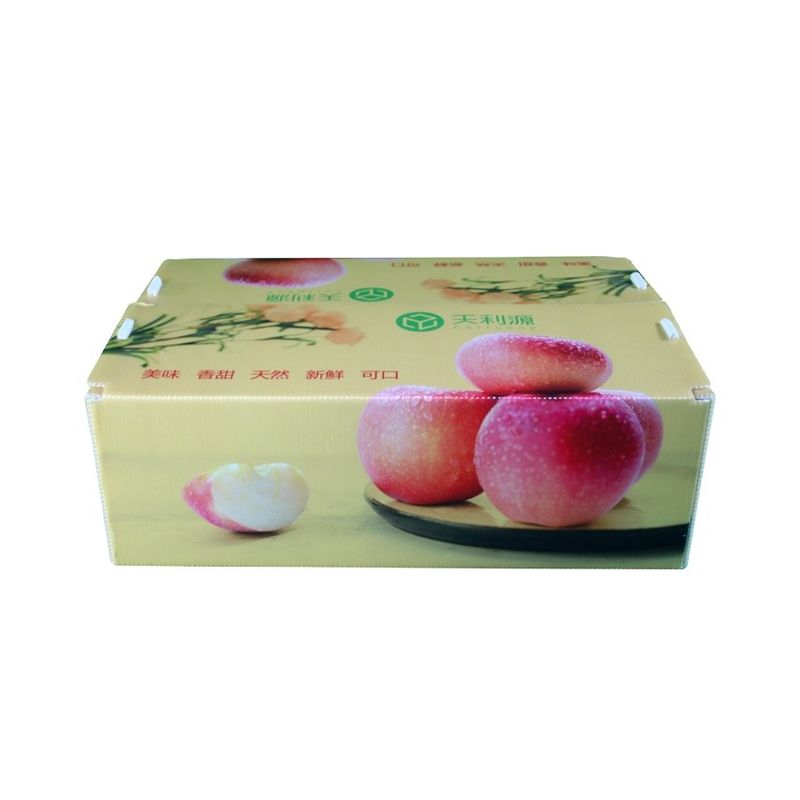جعبه راه راه Twinwall PP Food Grade Corflute Container for Fruits Pegetables