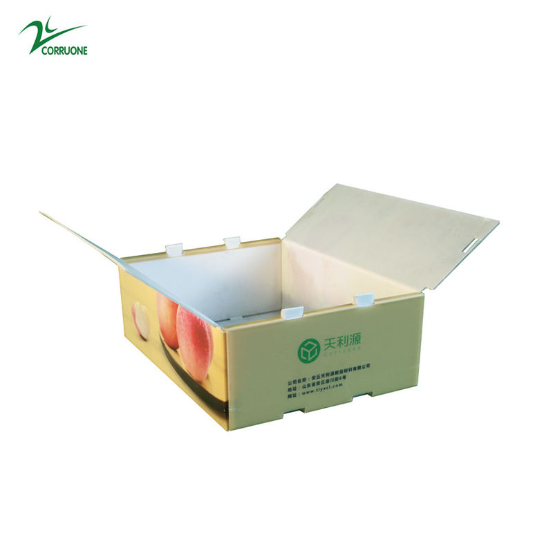 جعبه راه راه Twinwall PP Food Grade Corflute Container for Fruits Pegetables