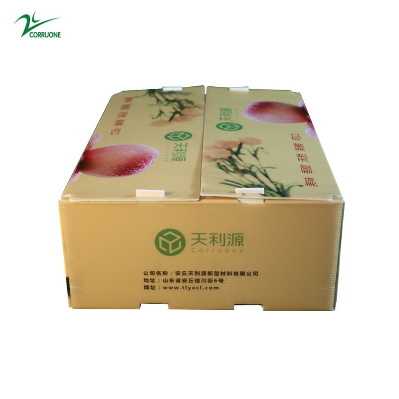 جعبه راه راه Twinwall PP Food Grade Corflute Container for Fruits Pegetables