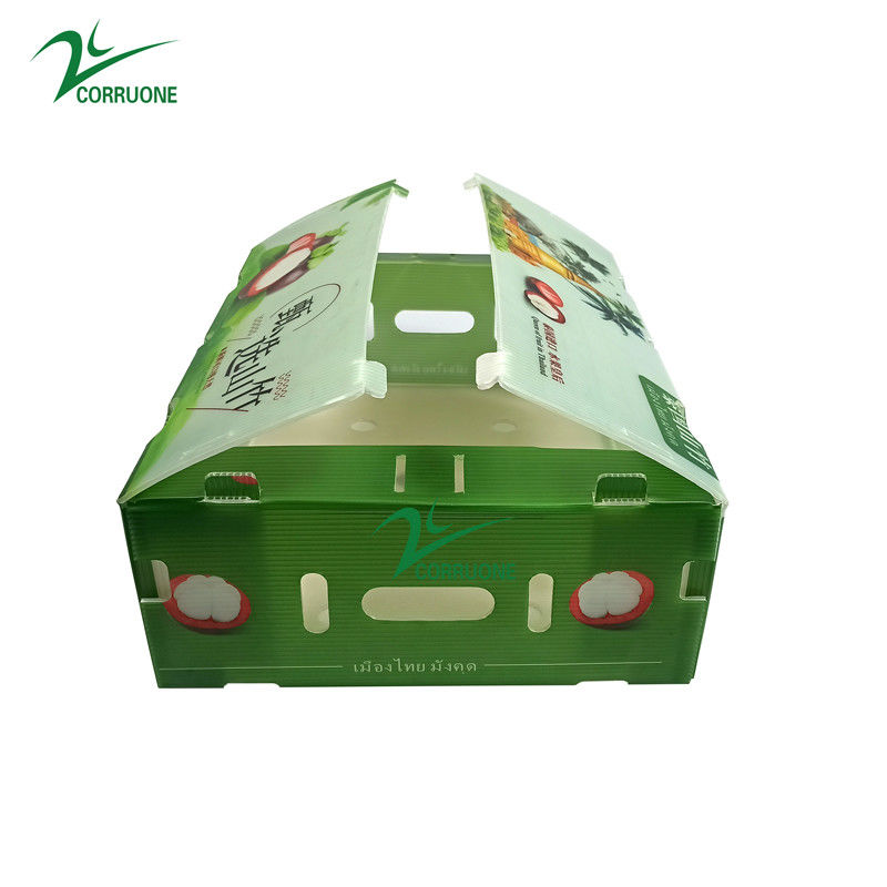 جعبه پلاستیکی گره دار PP برای سبزیجات و میوه ها جعبه Corflute correx ذرت بروکلی و کشاورزی جعبه های بسته بندی