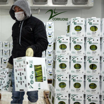 سفارشی کردن بسته بندی شده رنگارنگ PP پلاستیکی Correx Corflute Coroplast بازیافت سبزیجات میوه جعبه های ذخیره سازی