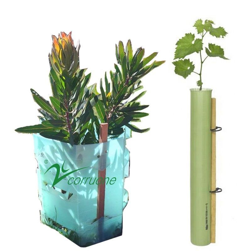 Corflute Plantra Tree Protectors PP Corrugated Tree Guard tubes
